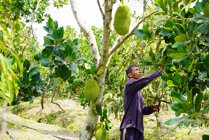 Mr. Tan's jackfruit garden contributes to creating jobs for many local workers. Photo: Le Hoang Vu.