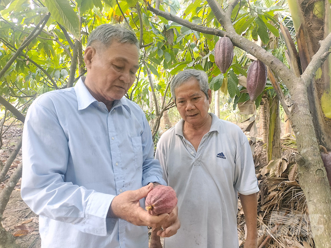 Ông Hai Suối và ông Trần Văn Mừng chia sẻ kinh nghiệm trồng ca cao. Ảnh: Minh Đảm.