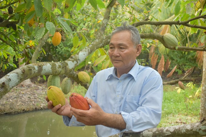 Ông Nguyễn Văn Suối sang Bến Tre học kinh nghiệm, mua giống ca cao về trồng. Ảnh: Minh Đảm.