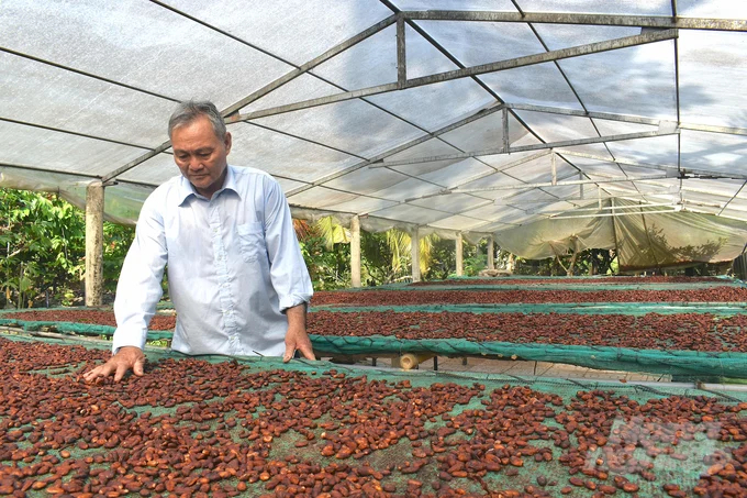 Tich Khanh Agricultural Cooperative buys fresh cocoa from farmers and then separates the dried beans to supply to processing enterprises. Photo: Minh Dam.