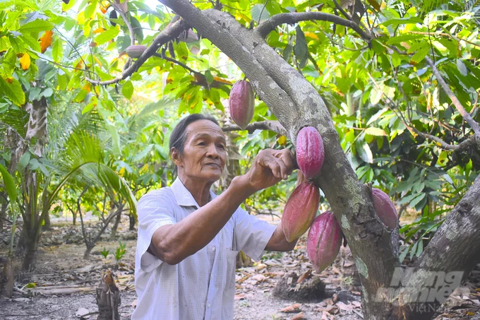 Mr. Nguyen Van Kieu planted cocoa with coconut for high efficiency. Photo: Minh Dam.