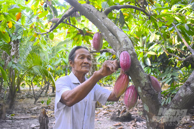 Ông Nguyễn Văn Kiều trồng ca cao xen dừa cho hiệu quả cao. Ảnh: Minh Đảm.