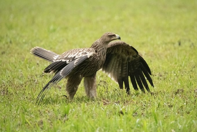 The rare eastern imperial eagle has been released back into the natural environment at Cuc Phuong National Park. Photo: Marc Goelkel.