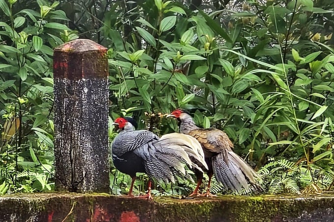 Silver pheasant at Bach Ma National Park. Photo: VBM.