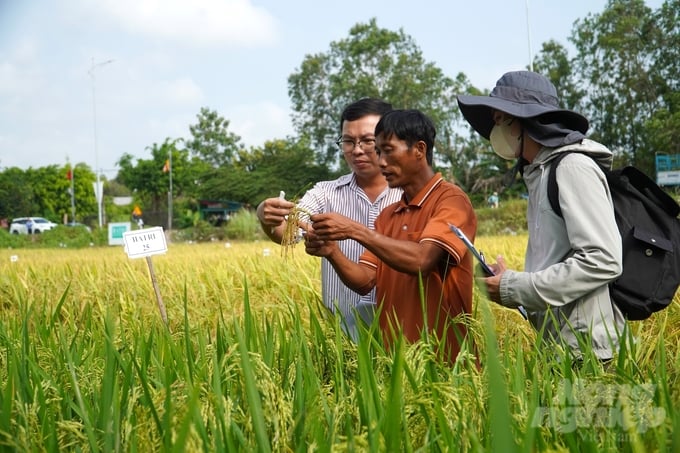 The agricultural extension force will serve as the core team at the grassroots level in the 1 million hectares of high-quality rice project. Photo: Kim Anh.