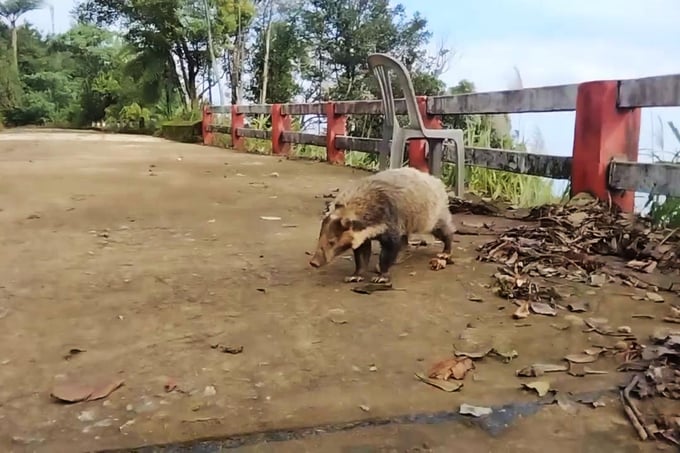 Indochinese greater hog badger appears at Bach Ma peak. Photo: VBM.