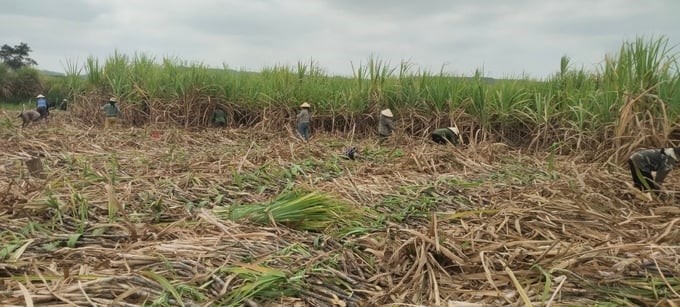 Some of Mr. Nguyen Van Quy's sugarcane areas in Kong Pla commune (Kbang district, Gia Lai) are not flat and concentrated, so it is impossible to mechanize the harvesting stage. Photo: V.D.T.