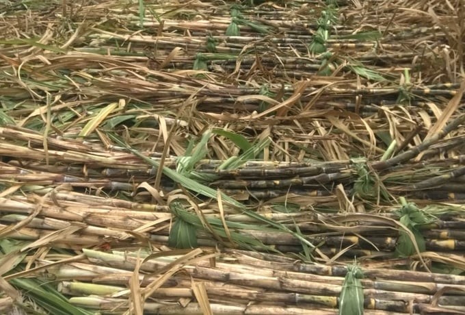 Sugarcane productivity in the Dong Gia Lai raw material area currently reaches an average of 77 tons/ha. Photo: V.D.T.