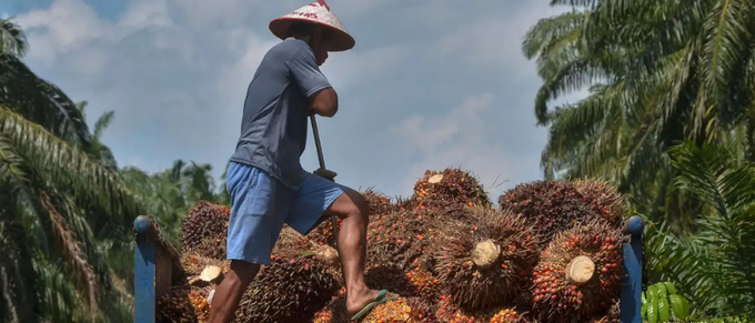 Malaysia is the world's second largest producer of palm oil after Indonesia.