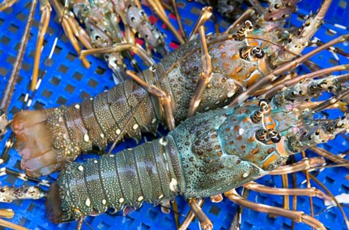 Lobster exports to China increased 27 times.