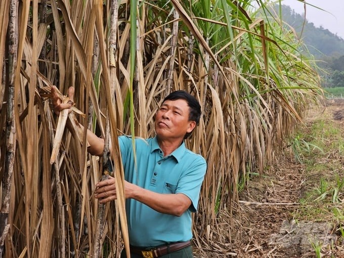 Mr. Tran Ngoc Che has about 40 ha of sugarcane, yielding about 4,000 tons of raw sugarcane each year. Photo: Van Hung.