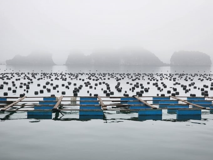 In Van Don, oyster farming is developing strongly. Photo: Cuong Vu.