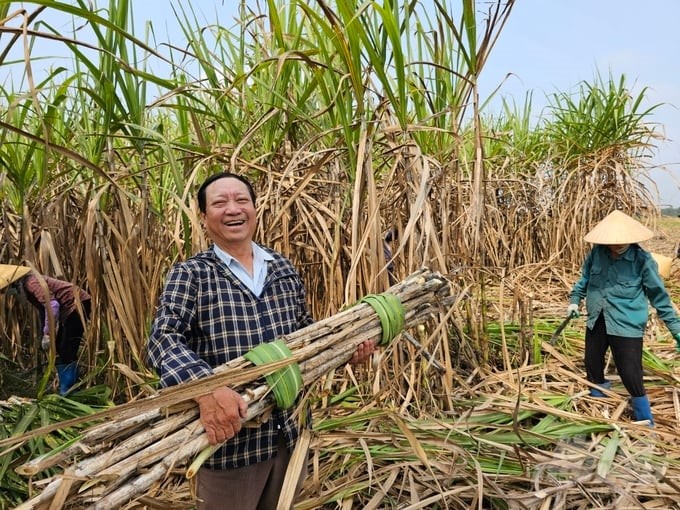 Mr. Dao Van Duong in hamlet 3, Tho Lam commune, Tho Xuan district (Thanh Hoa), is the household with the largest sugarcane area in Tho Lam commune. Photo: Van Hung.
