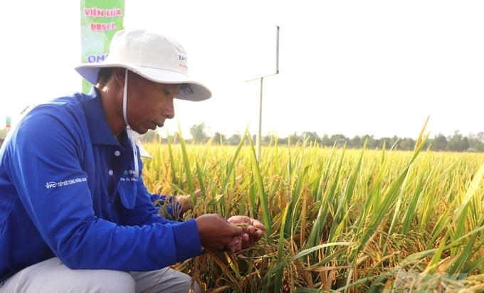 Training to improve the capacity of officials and transfer technology to farmers is one of the key contents that Can Tho City's agricultural sector focuses on implementing. Photo: Kim Anh.