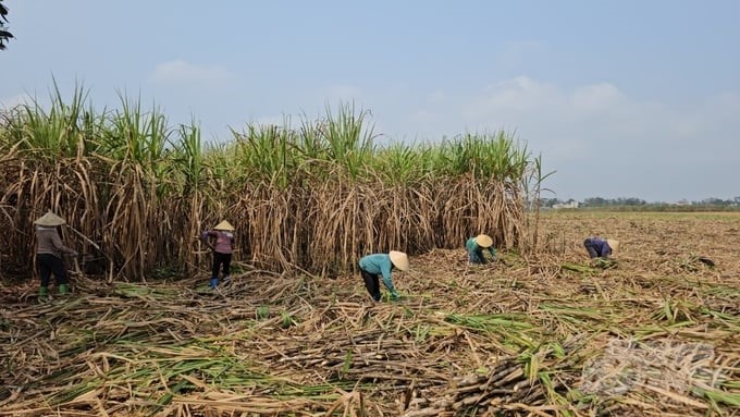 The average sugarcane output of Mr. Duong’s family reaches more than 1,000 tons/crop. Photo: Quoc Toan.