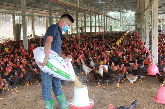 Regularly cleaning barns and supplementing nutrition for poultry is a solution many households apply. Photo: Thanh Tien.