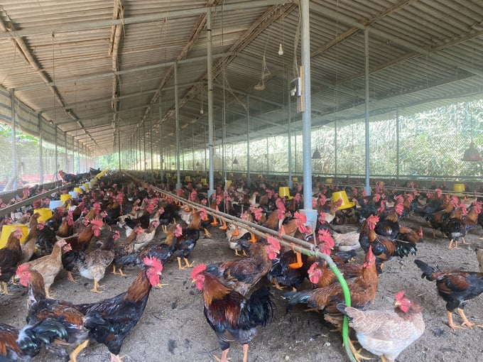Yen Bai province strictly prohibits hiding the epidemic and selling infected poultry to spread the disease. Photo: Thanh Tien.