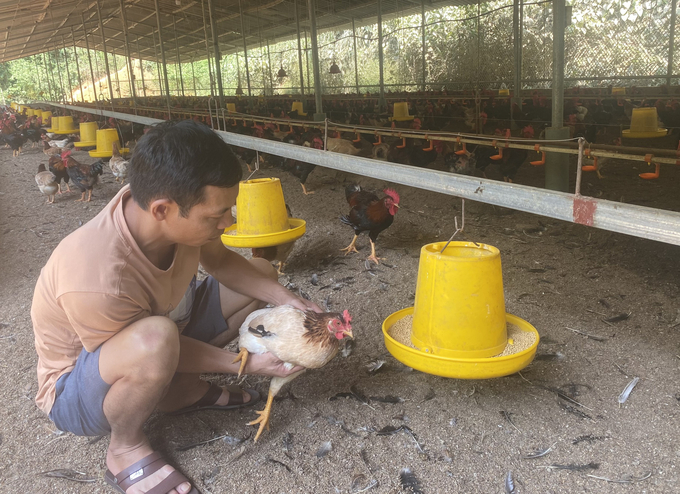 Thường xuyên túc trực theo dõi sức khỏe cho đàn gia cầm để kịp thời phát hiện các dấu hiệu dịch bệnh. Ảnh: Thanh Tiến.