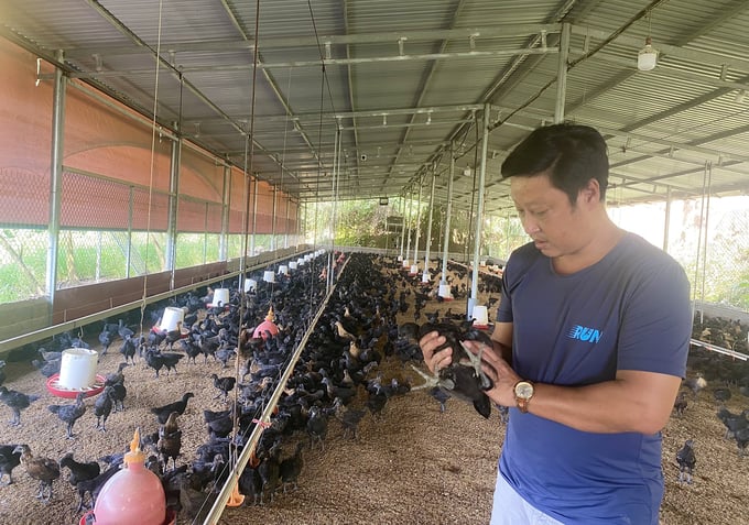 Farmers in Yen Bai are on high alert for poultry flu epidemics to avoid risks and losses. Photo: Thanh Tien.