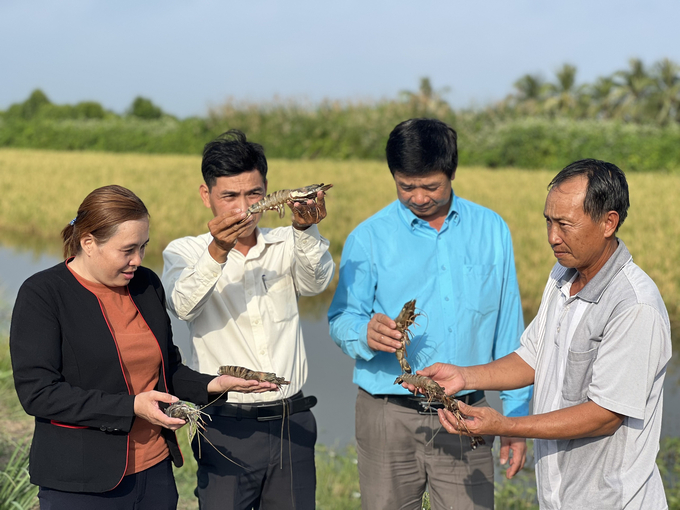 Tôm lúa là một trong những mô hình nông nghiệp thuận thiên đã chứng minh được hiệu quả về mặt kinh tế và bảo vệ hệ sinh thái tự nhiên. Ảnh: Trọng Linh.