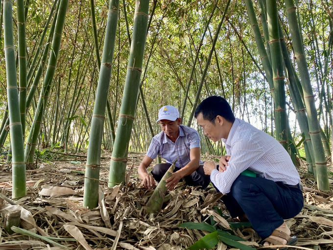 Từ 50 cây măng tre trồng để giữ đất, chống sạt lở, anh Dũng hiện đã mở rộng diện tích, cho thu nhập đều đặn từ cây trồng này. Ảnh: Nguyễn Cơ.