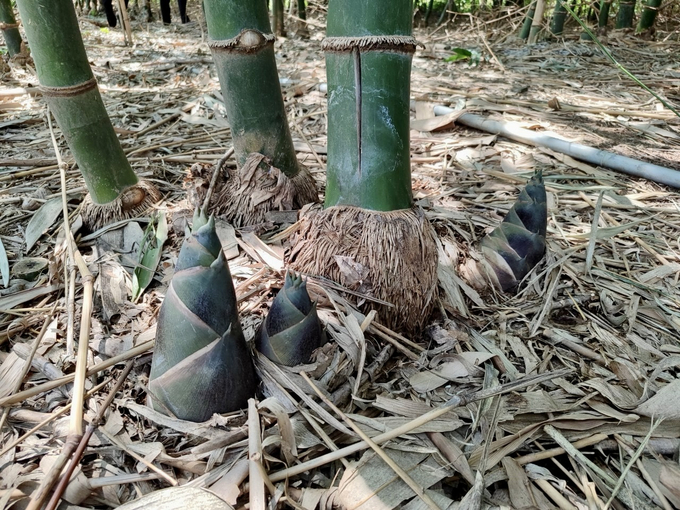 Hiện nay, măng tre trồng ở Hòa Sơn cho thu hoạch măng quanh năm nhờ chủ động được nước tưới. Ảnh: Nguyễn Cơ.