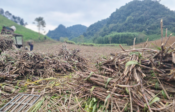 Ông Vinh đã truyền lửa, giúp mô hình trồng mía ở thung Mánh phát triển cực thịnh. Ảnh: Tâm Phùng.