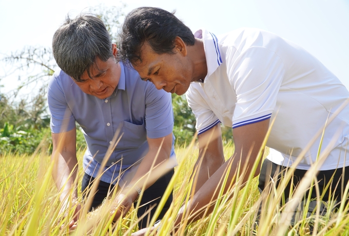 Thứ trưởng Bộ NN-PTNT Trần Thanh Nam thăm vùng sản xuất lúa an toàn thuộc dự án sản xuất và liên kết tiêu thụ lúa thơm ST24, ST25 ở thị xã Ngã Năm, tỉnh Sóc Trăng. Ảnh: Kim Anh.