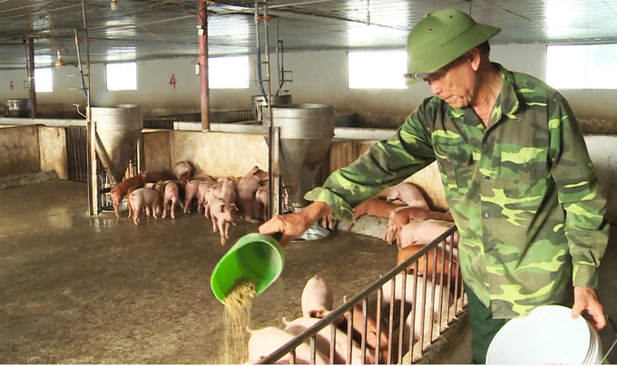Nhiều hộ chăn nuôi lợn gia trại bắt đầu thả giống tái đàn lứa mới. Ảnh: Thanh Nga.