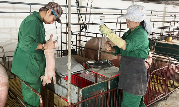 Cơ quan chuyên môn khuyến cáo người chăn nuôi tái đàn cần lựa chọn nguồn giống ở những cơ sở có uy tín. Ảnh: Thanh Nga.