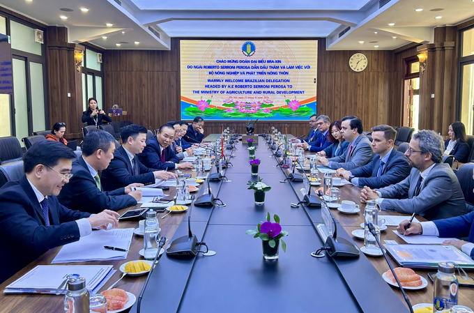 Deputy Minister of MARD Phung Duc Tien meeting and working with the Brazilian delegation led by Deputy Minister of Agriculture and Livestock Roberto Serroni Perosa. Photo: Linh Linh.