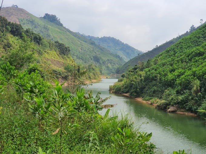 Quang Nam province currently has more than 463,500 hectares of natural forest. Photo: L.K.