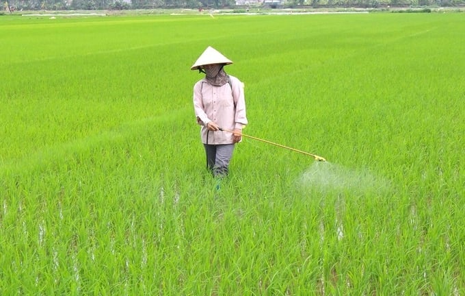 Thai Binh Department of MARD recommends that from the beginning of March onwards, farmers need to increase field inspection. Photo: TL.