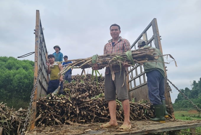 Gradually overcoming difficulties, sugarcane growers are enjoying sweet results. Photo: Viet Khanh.