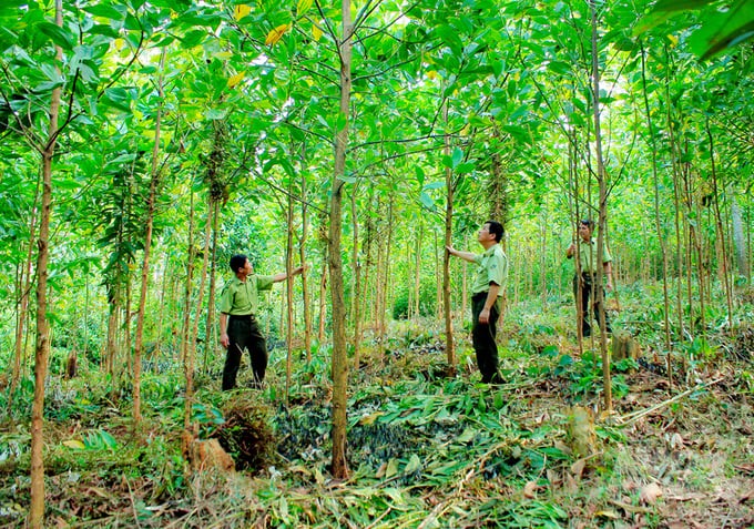 According to Deputy Minister Nguyen Quoc Tri, in order to increase the value of forests, it is mandatory to improve wood productivity and quality, with priority given to the solution of using tissue-cultured varieties with high productivity and quality. Photo: Trung Quan.