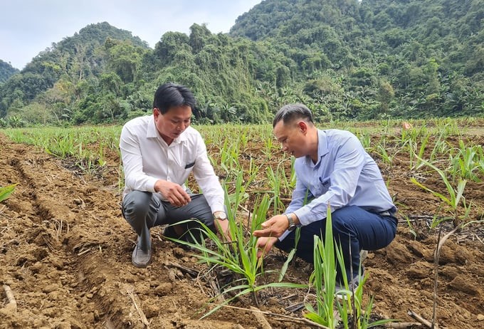 The determination to change has brought positive signals to sugarcane fields. Photo: Tam Phung.