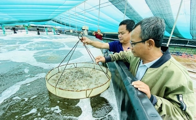 In 2024, shrimp exports are expected to improve and increase slightly by 10-15% compared to 2023, expected to earn more than US$ 4 billion. Photo: Le Hoang Vu.