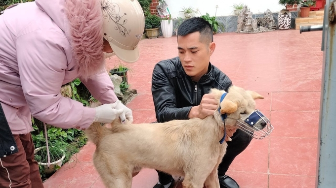 Cán bộ thú y huyện Đầm Hà tiêm vacxin phòng dại cho đàn chó ở địa phương. Ảnh: Nguyễn Thành.