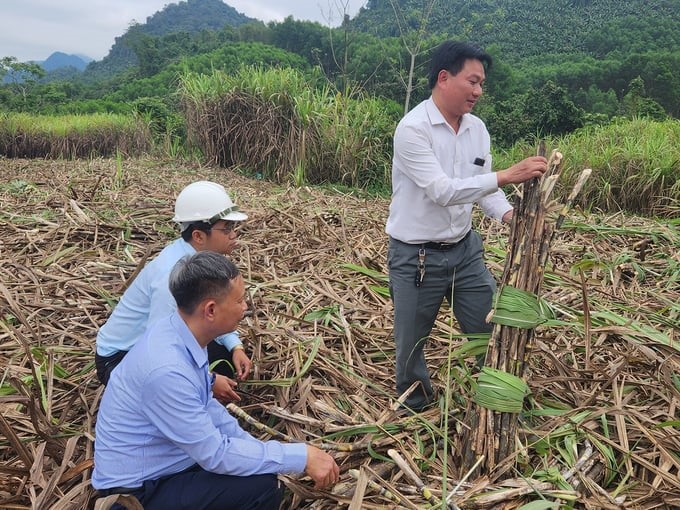 Vinh Dung Agroforestry Services Cooperative has 50 ha of sugarcane; this area will continue to increase in the coming time. Photo: Viet Khanh.