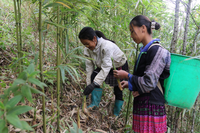 Trồng sặt lấy măng mang lại thu nhập khá và góp phần bảo vệ môi trường sinh thái. Ảnh: Thanh Tiến.