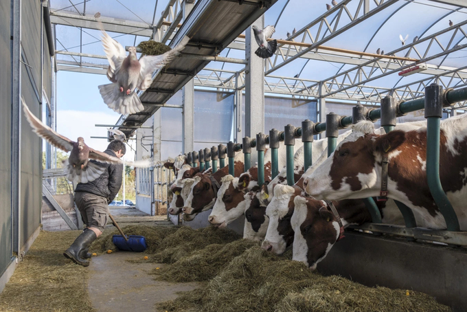 Đàn bò của gia đình Van Wingerden trên trang trại nổi tại cảng Rotterdam tháng 11/2023. Ảnh: AP.