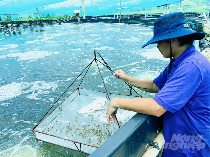 The shrimp industry must accompany each other and share to create strength in the shrimp farming industry. Photo: Le Hoang Vu.