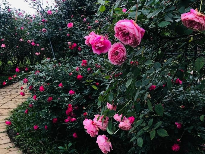 Một góc tại khu vườn hồng của chị Hằng tại huyện Chương Mỹ, TP Hà Nội. Ảnh: NVCC.