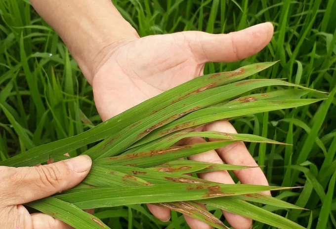 Thai Binh Department of MARD predicts that leaf blast disease on the spring rice crop in 2024 is likely to appear earlier and cause more severe damage than previous spring crops. Photo: MH.