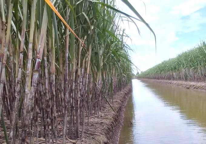 Sugarcane production area in Vietnam is increasing due to rising sugarcane prices. Photo: Son Trang.