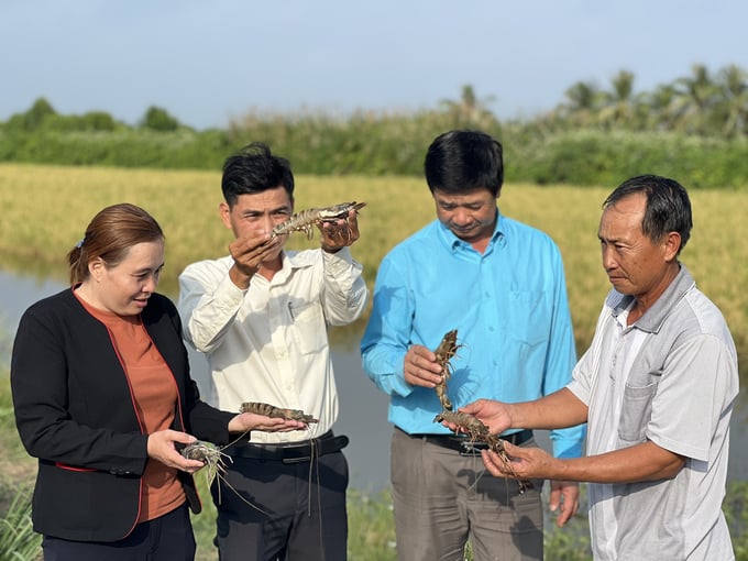 The shrimp-rice farming natural agriculture model has demonstrated its effectiveness in terms of economic efficiency and in preserving the natural ecosystem. Photo: Trong Linh.
