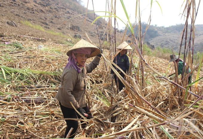 Liên kết sản xuất mía đang giúp Công ty Cổ phần Mía đường Sơn La và người dân trên địa bàn tỉnh Sơn La được hưởng lợi. Ảnh: Trung Quân.