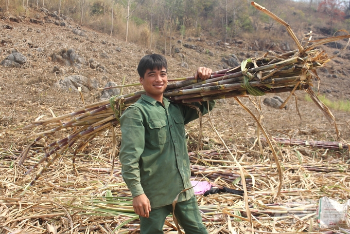 Hiện nay, sau khi trừ chi phí, nông dân trồng mía Sơn La có lãi từ 40 - 50 triệu đồng/ha. Ảnh: Trung Quân.