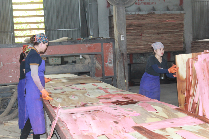 Sau thời gian dài gặp khó khăn trong việc tiêu thụ sản phẩm, hiện ngành chế biến gỗ rừng trồng tại Yên Bái đang có dấu hiệu phục hồi. Ảnh: Thanh Tiến.