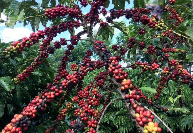 The robusta coffee fruits are seen in Sao Gabriel da Palha, Espirito Santo state, Brazil May 2, 2018. Picture taken May 2, 2018.